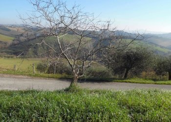 Foto 5 - Terreno agricolo Contrada Collelungo, Monsampolo del Tronto - foto 5