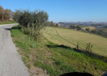 Foto 6 - Terreno agricolo Contrada Collelungo, Monsampolo del Tronto - foto 6