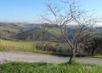 Foto 8 - Terreno agricolo Contrada Collelungo, Monsampolo del Tronto - foto 8