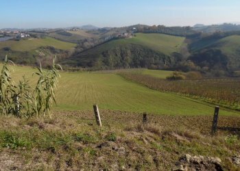 Foto 9 - Terreno agricolo Contrada Collelungo, Monsampolo del Tronto - foto 9