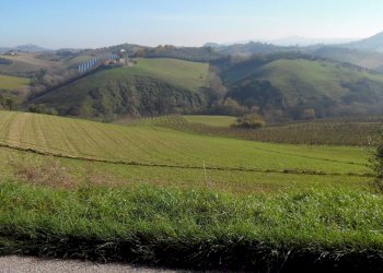 Foto 13 - Terreno agricolo Contrada Collelungo, Monsampolo del Tronto - foto 12
