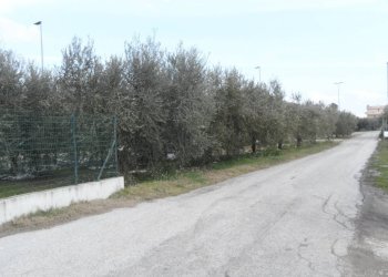 Foto 8 - Terreno edificabile Via del'industria, Monteprandone - foto 8