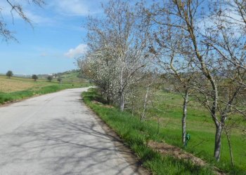 Foto 3 - Terreno agricolo Via Salaria, Spinetoli - foto 3