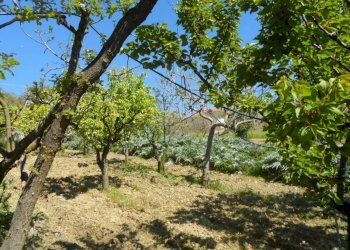 Foto 8 - Terreno edificabile Contrada Lava, Offida - foto 8