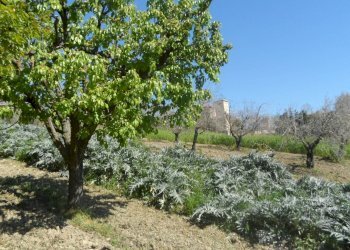 Foto 9 - Terreno edificabile Contrada Lava, Offida - foto 9