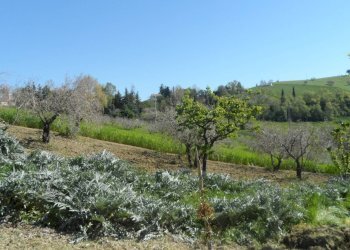 Foto 10 - Terreno edificabile Contrada Lava, Offida - foto 10