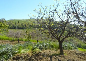 Foto 11 - Terreno edificabile Contrada Lava, Offida - foto 11