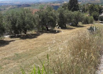 Foto 2 - Terreno edificabile Via Bonarroti, Colonnella - foto 2