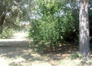 Foto 7 - Terreno edificabile Via Raffaello, Sant'Egidio alla Vibrata - foto 7