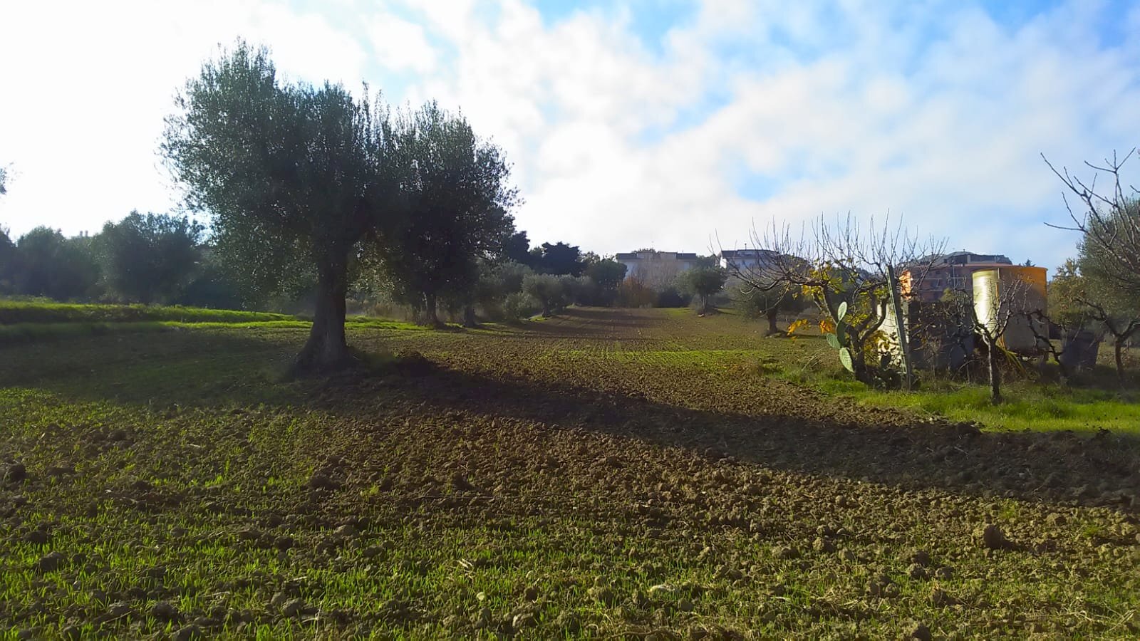 Foto 2 - Agricultural land contrada bora ragnola, Monteprandone - photo 2