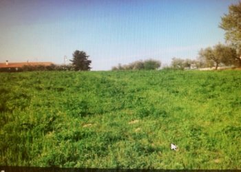 Foto 1 - Terreno agricolo Contrada Palazzi, Castorano - foto 1