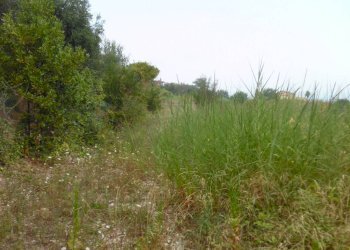 Foto 6 - Terreno agricolo Via dei Lauri, San Benedetto del Tronto - foto 6