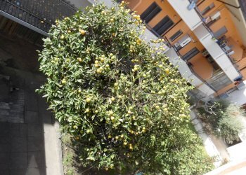 giardino - Independent house Via G. Marconi, Martinsicuro - photo 51