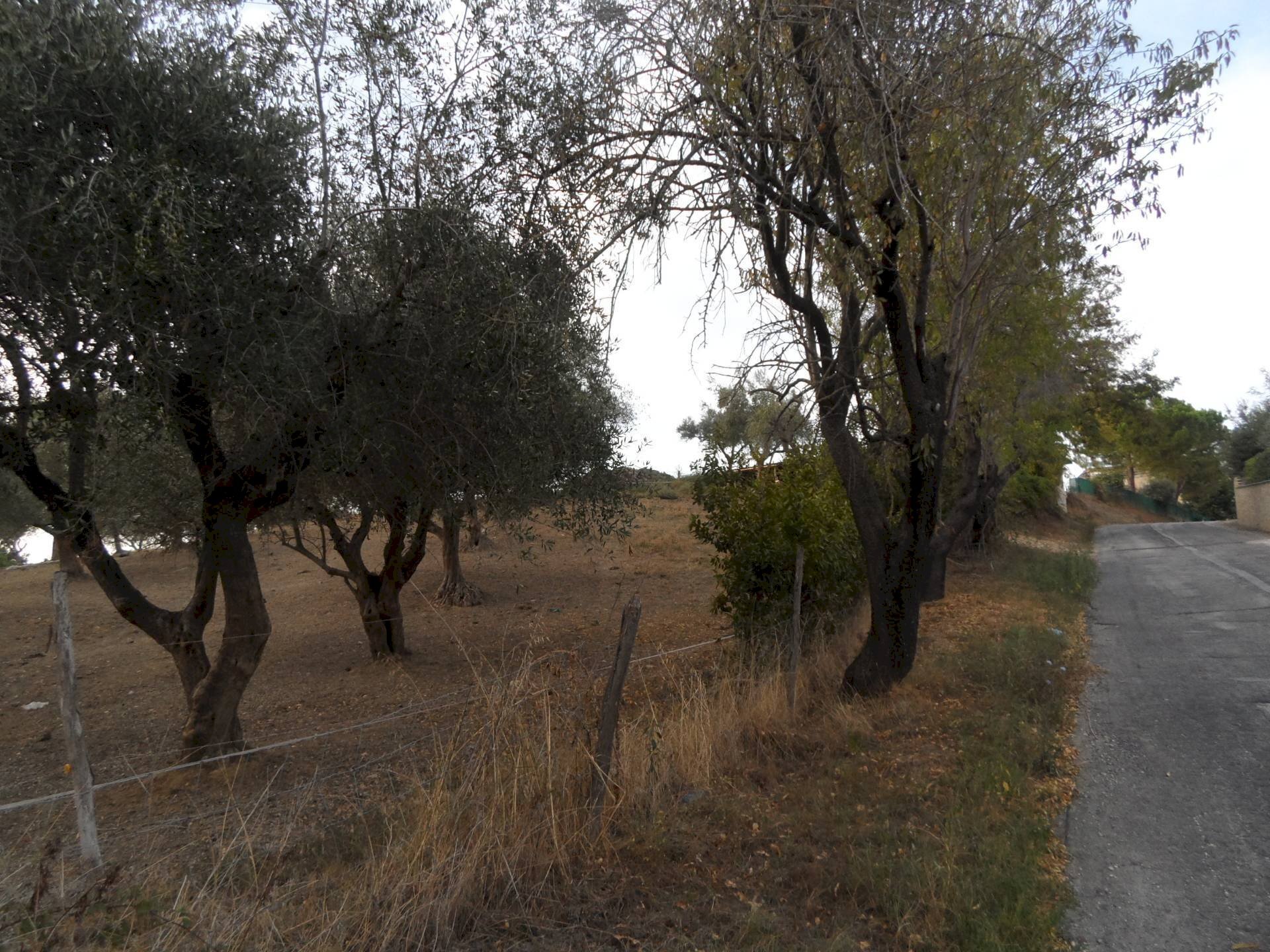 Foto 3 - Terreno agricolo Contrada San Silvestro, Castorano - foto 3