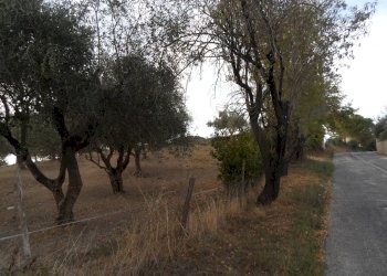 Foto 3 - Terreno agricolo Contrada San Silvestro, Castorano - foto 3