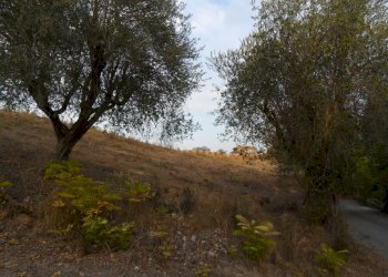 Foto 4 - Terreno agricolo Contrada San Silvestro, Castorano - foto 4