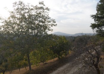 Foto 8 - Terreno agricolo Contrada San Silvestro, Castorano - foto 8