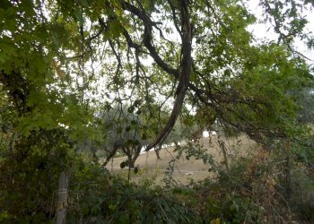 Foto 10 - Terreno agricolo Contrada San Silvestro, Castorano - foto 10