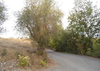 Foto 14 - Terreno agricolo Contrada San Silvestro, Castorano - foto 14