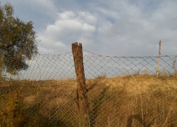 Foto 15 - Terreno agricolo Contrada San Silvestro, Castorano - foto 15