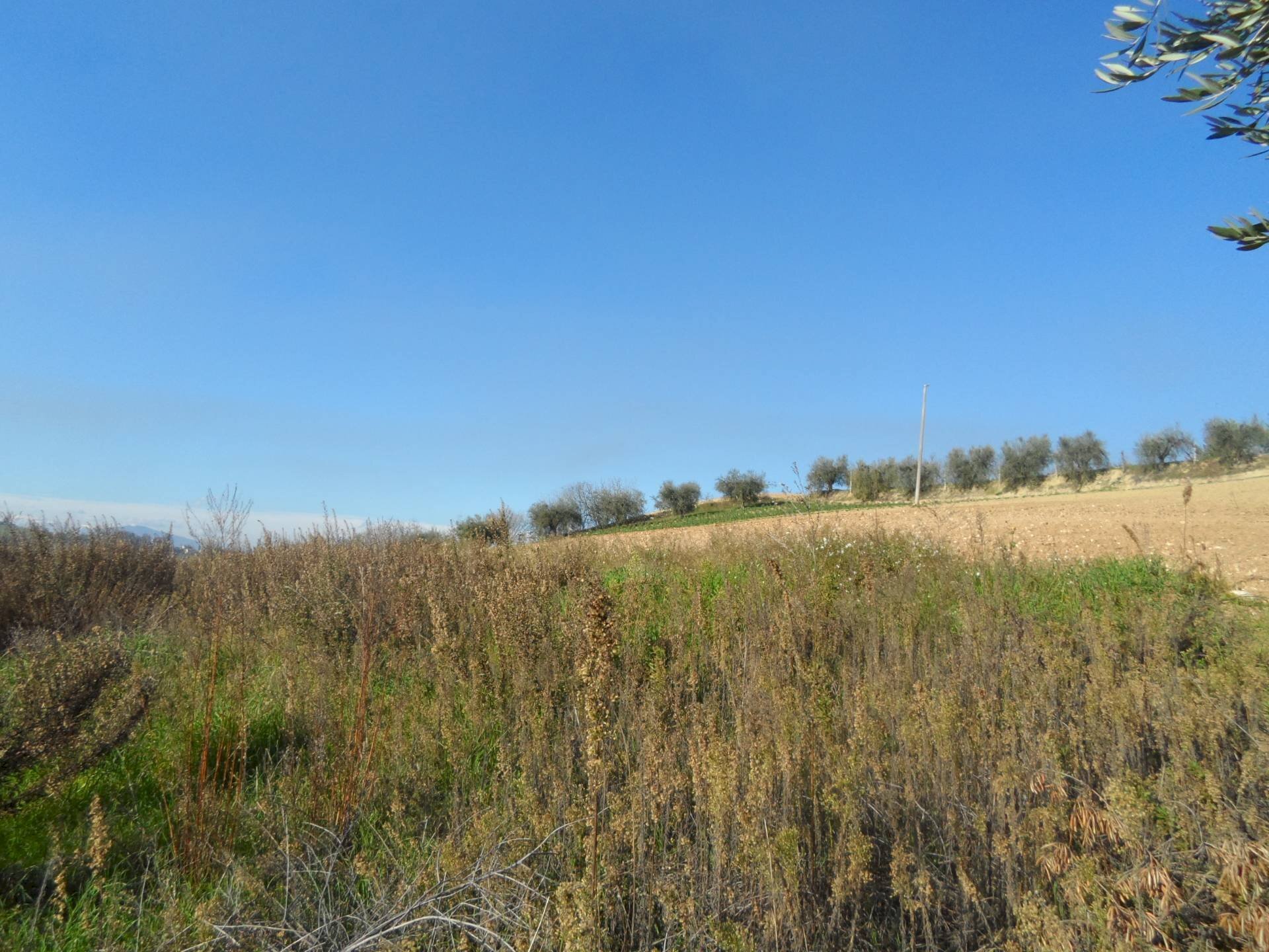 Foto 2 - Building land Contrada San Donato, Monteprandone - photo 2