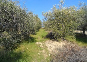 Foto 4 - Terreno edificabile Contrada San Donato, Monteprandone - foto 4