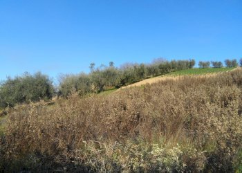 Foto 8 - Terreno edificabile Contrada San Donato, Monteprandone - foto 8