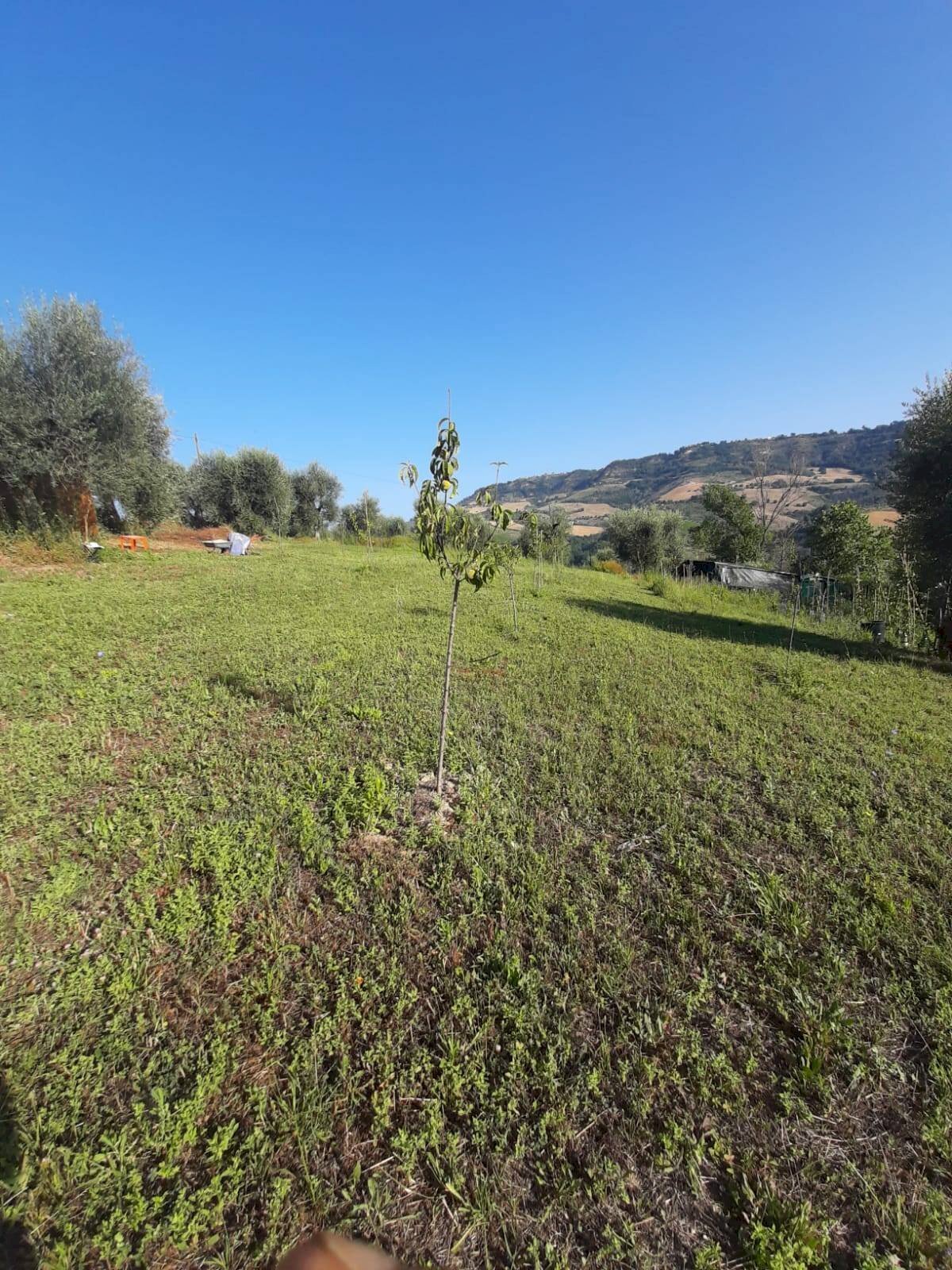 Foto 2 - Terreno agricolo Contrada Visciola, Ripatransone - foto 2