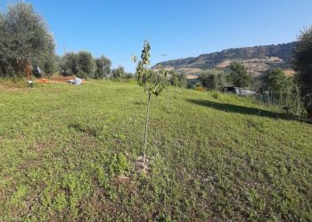 Foto 2 - Terreno agricolo Contrada Visciola, Ripatransone - foto 2