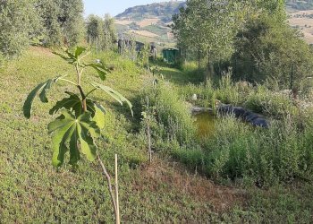 Foto 3 - Terreno agricolo Contrada Visciola, Ripatransone - foto 3