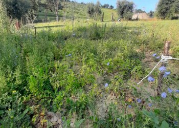 Foto 4 - Terreno agricolo Contrada Visciola, Ripatransone - foto 4