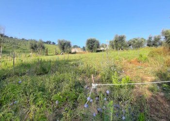 Foto 9 - Terreno agricolo Contrada Visciola, Ripatransone - foto 9