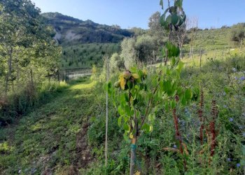 Foto 10 - Terreno agricolo Contrada Visciola, Ripatransone - foto 10