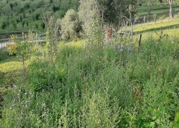 Foto 12 - Terreno agricolo Contrada Visciola, Ripatransone - foto 12