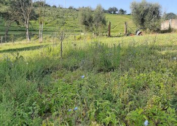 Foto 13 - Terreno agricolo Contrada Visciola, Ripatransone - foto 13