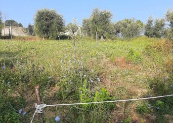 Foto 14 - Terreno agricolo Contrada Visciola, Ripatransone - foto 14