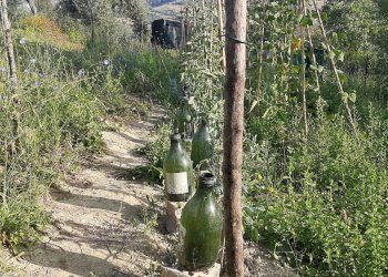 Foto 15 - Terreno agricolo Contrada Visciola, Ripatransone - foto 15