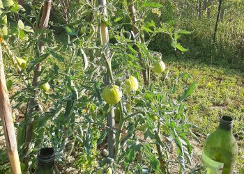 Foto 16 - Terreno agricolo Contrada Visciola, Ripatransone - foto 16