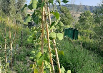 Foto 17 - Terreno agricolo Contrada Visciola, Ripatransone - foto 17