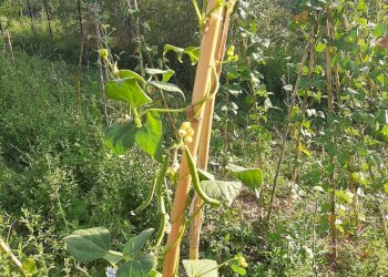 Foto 18 - Terreno agricolo Contrada Visciola, Ripatransone - foto 18