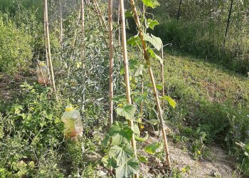 Foto 19 - Terreno agricolo Contrada Visciola, Ripatransone - foto 19