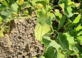 Foto 20 - Terreno agricolo Contrada Visciola, Ripatransone - foto 20