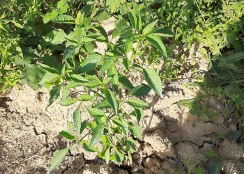 Foto 21 - Terreno agricolo Contrada Visciola, Ripatransone - foto 21