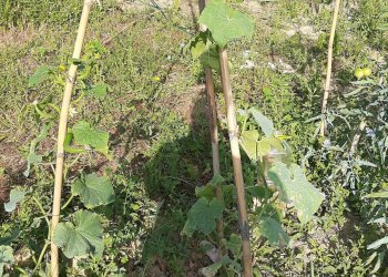 Foto 22 - Terreno agricolo Contrada Visciola, Ripatransone - foto 22