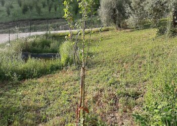 Foto 24 - Terreno agricolo Contrada Visciola, Ripatransone - foto 24