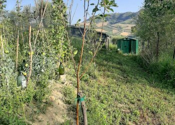 Foto 25 - Terreno agricolo Contrada Visciola, Ripatransone - foto 25