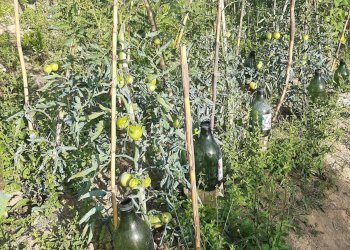 Foto 26 - Terreno agricolo Contrada Visciola, Ripatransone - foto 26