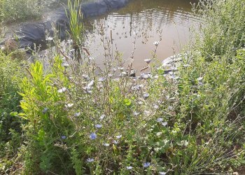 Foto 27 - Terreno agricolo Contrada Visciola, Ripatransone - foto 27