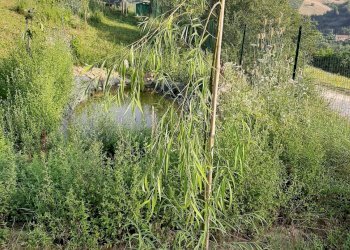 Foto 28 - Terreno agricolo Contrada Visciola, Ripatransone - foto 28