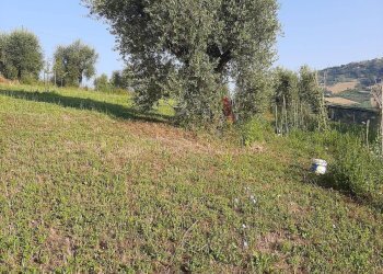 Foto 31 - Terreno agricolo Contrada Visciola, Ripatransone - foto 31